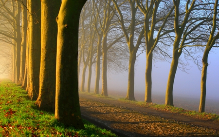 MORNING FOG - forest, path, alley, morning, fog, trees