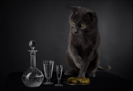 LIFE IN A STILL LIFE - cat, feline, animal, black