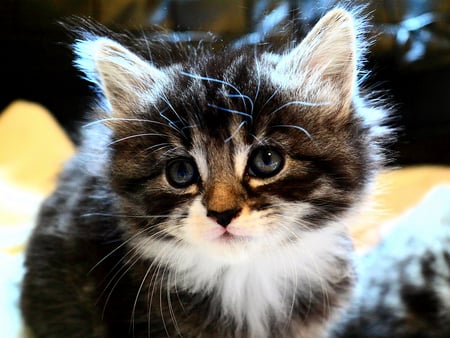 Bessie - cute, fluffy, grey tiger, kitten