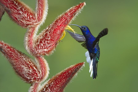 BLUE HUMMINGBIRD - feathers, blue, flight, flower, bird