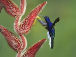 BLUE HUMMINGBIRD