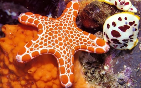 STARFISH - animal, starfish, orange, sea