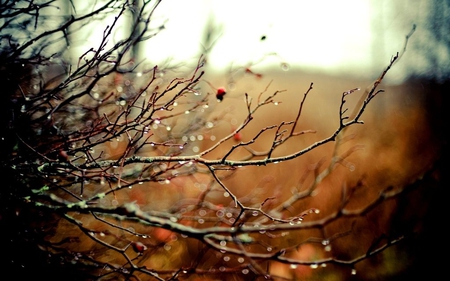 Under the Rain - sky, branch, rain, field, nature, beautiful, drop, tree, rainy, garden