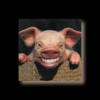 smiley piggy