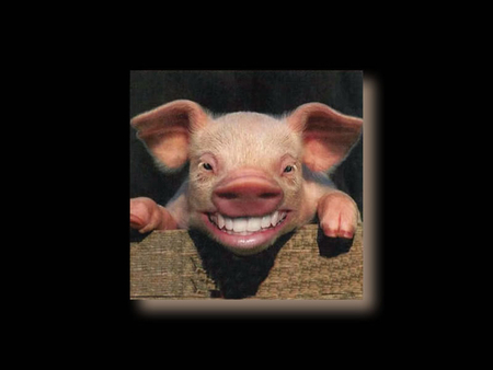 smiley piggy - ears, smile, ugly, pig