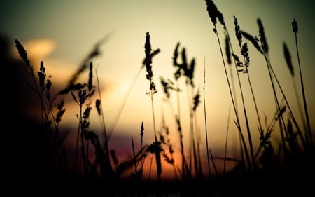 Field Close View - sunset, nature, view, close, grass, field, sky