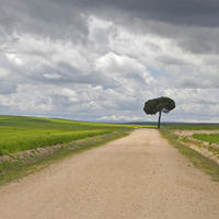 Lone Tree in Spain