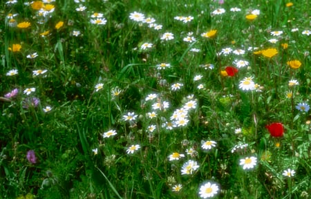 Wild Flowers - nature, fields, wild, flowers, spring