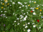 Wild Flowers