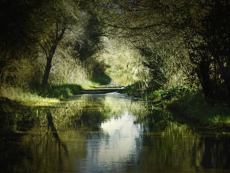 Under the Willows - river, water, nature, under, willow