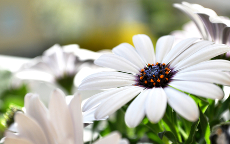 Daisies - white, nature, flowers, daisies