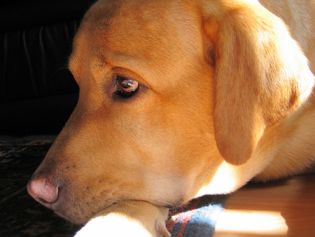 Waiting for my boss - dogs, cute, friend, labrador, sweet, animals