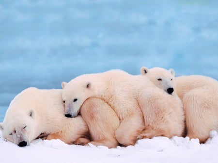 It's so cold - white, bears, cold, animals, winter, polar