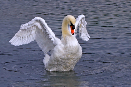 The landing - white, swan, bird, water, blue