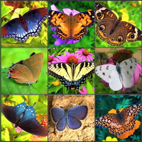 A whole page of beauty