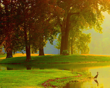 Morning splendor - lake, bird, sunlight, trees, mist, grass