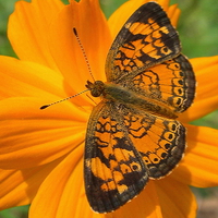 Pearl Crescent