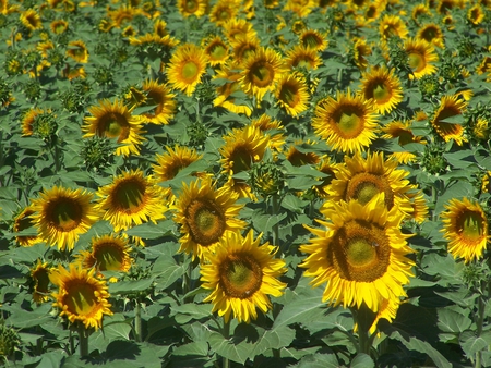 Bloomin' Sunshine - blooming, sunshine, yellow, field, flower