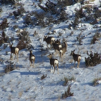 Hillside Whitetails