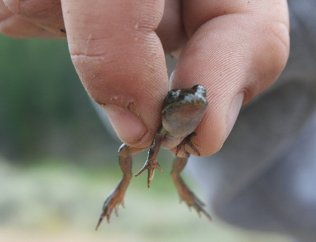 Tiny Guy - tiny, hand, holding, frog