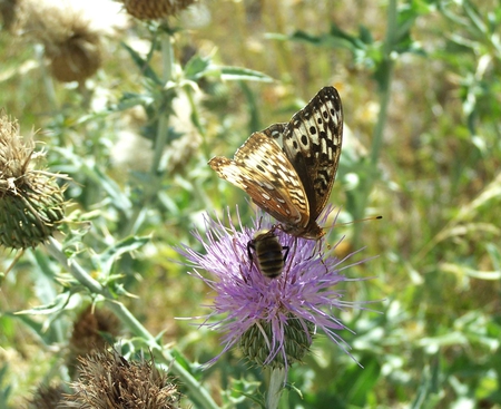 Unlikely Couple - insects, feeding, honeybee, thistle, butterfly