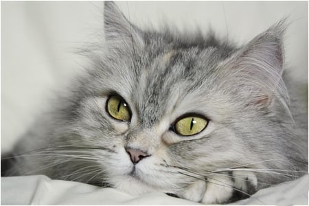 Dreamy Day - animal, green, eyes, day, dreamy, cat