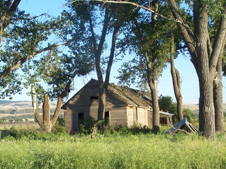 From Days Gone By - homestead, trees, house, antique, old