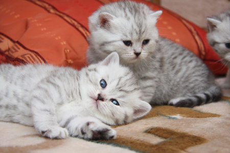 Nice brothers - cat, animal, feline, sweet, kitten