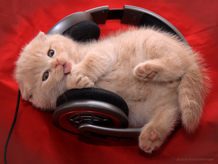 I love music!! - cat, music, animal, feline, sweet, listen, kitten