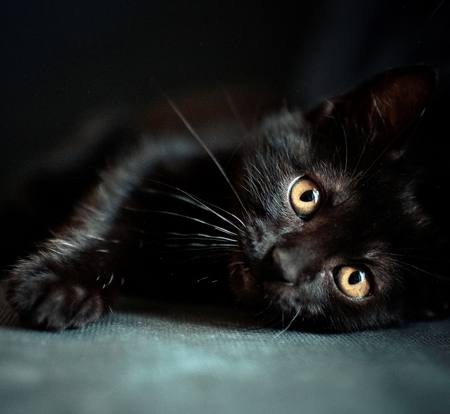 Black kitten - animal, black, kitten, cat, sweet, feline