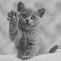 Grey kitten