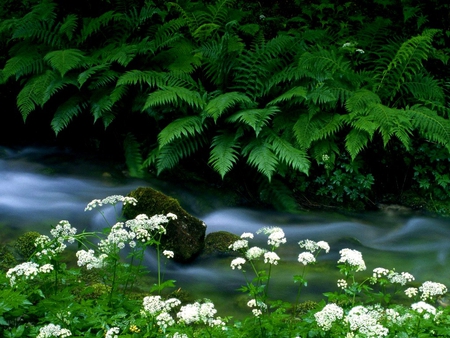 Lovely Creek - wallpaper, creek, streams, flowers, ferns, brooks, white, forests, lovely, new, nature