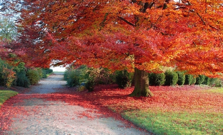 Autumn - nature, beautiful, autumn, other