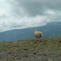 A sheep watching from the mountain