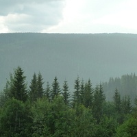 Forest in the rain