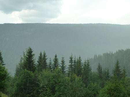 Forest in the rain - skeikampen, the, norway, a, forest, rain, near, in