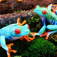 Frogs