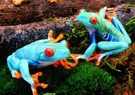 Frogs