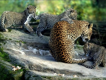 The Leopard Family (For Ramya) - family, cubs, leopard, beautiful