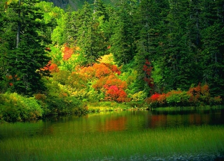 Forest - nature, forest, other, beautiful