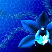 blue orchids