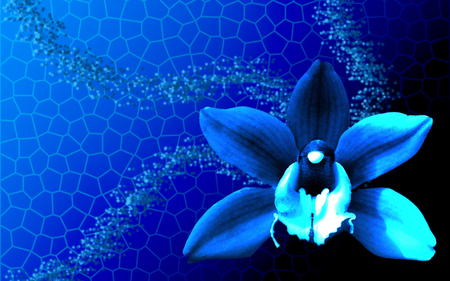 blue orchids