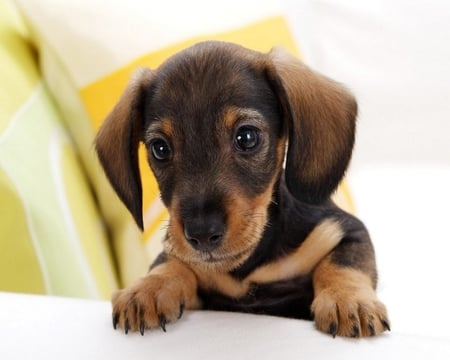 I'm Ready For Supper - puppy, cute, dog, dachshund