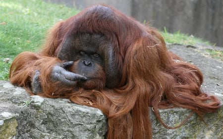 im Bored !!! - male, orangutan, bored animal, primates, wallpaper