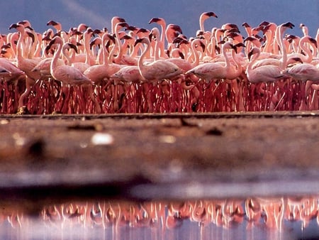 Pink reflexion - flamingo, many, animals, pic, water, image, numerous, wallpaper, picture, reflexion, flamingoes, pink, wall, beautiful, photo, birds