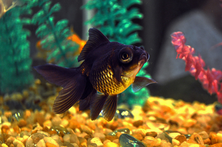 Goldfish - acuarium, goldfish, black moor goldfish, sea, telescope goldfish, fish