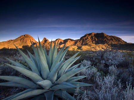 Mountain in Texas - nature, mountain, texas, plant, sunset