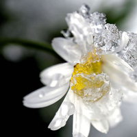 Frozen Flower