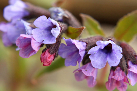 A row of vivid - flowers, purple, pink, nature