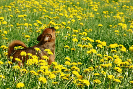 Howling to the Dandelion - yellow, dandelion, animals, dog, flowers, howling